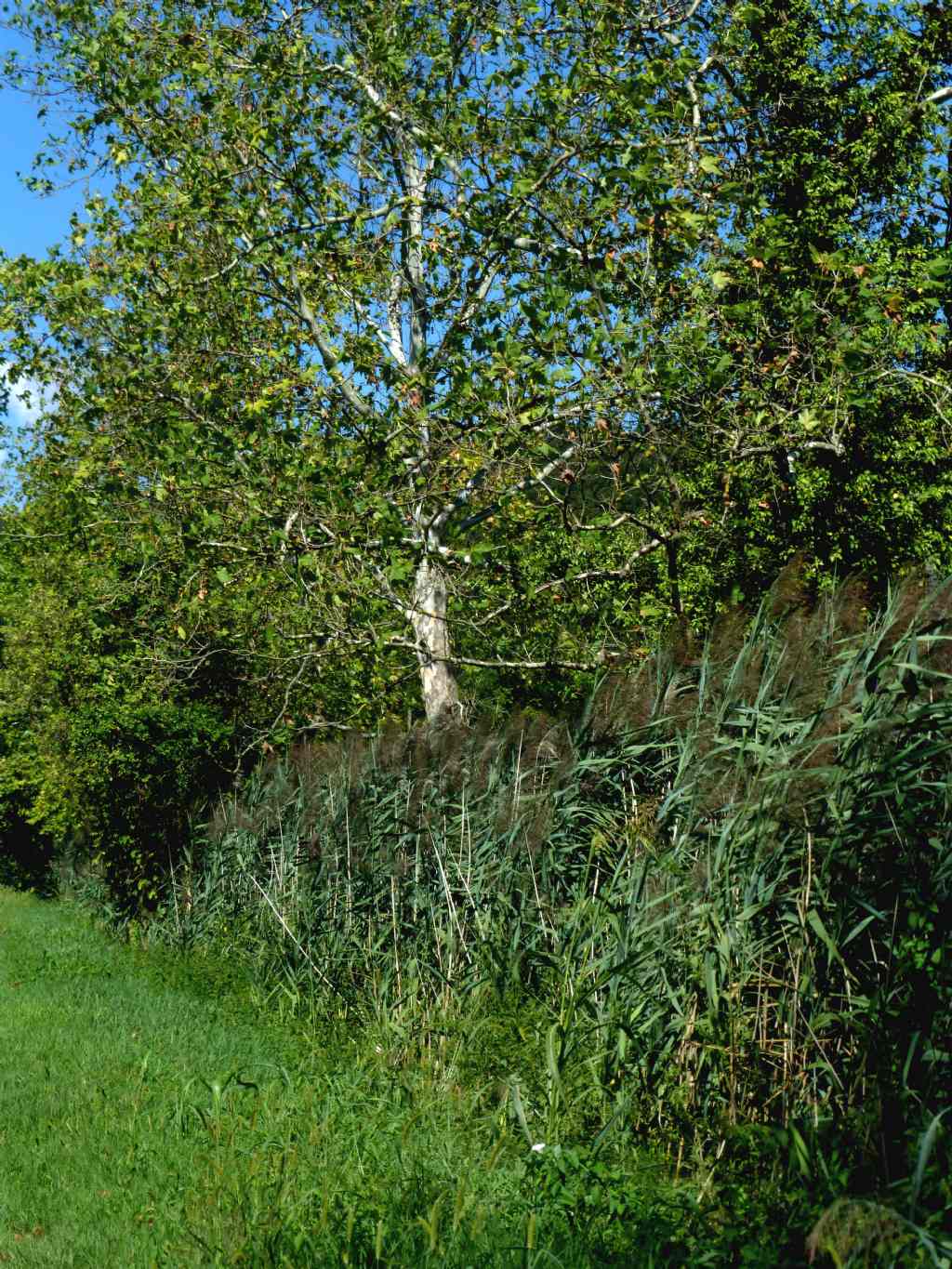 Phragmites australis